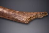 Hadrosaur (Edmontosaurus) Ulna Bone - Wyoming #264887-5